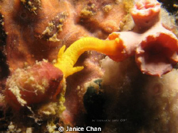 its a feeding snail... rare opportunity for me :) by Janice Chan 